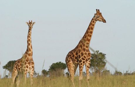 Giraffes - International Animal Exchange | Safe Worldwide Animal Transportation