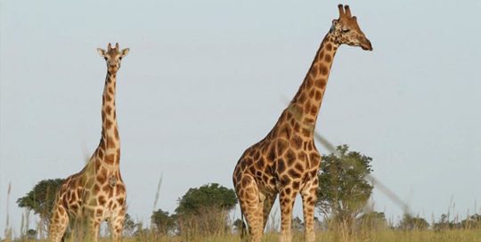 Giraffes - International Animal Exchange | Safe Worldwide Animal Transportation