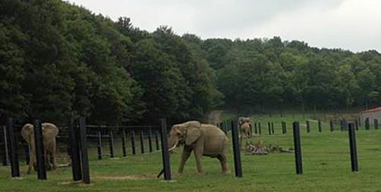 Elephants - International Animal Exchange | Safe Worldwide Animal Transportation