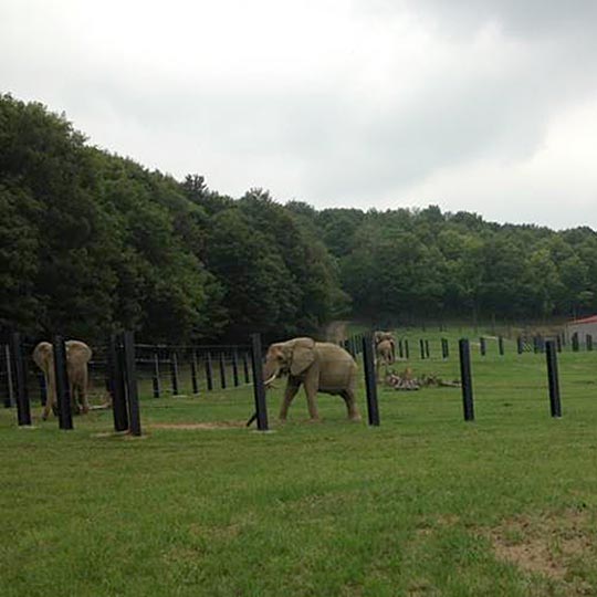 elephants-pittsburgh-6