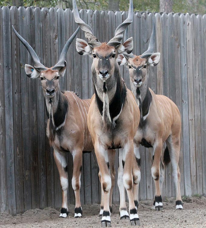 Giant Elands - International Animal Exchange | Safe Worldwide Animal Transportation