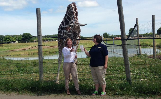 Feeding Giraffe - International Animal Exchange | Safe Worldwide Animal Transportation