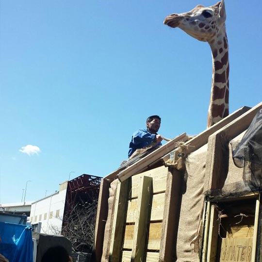 Giraffe Transporation