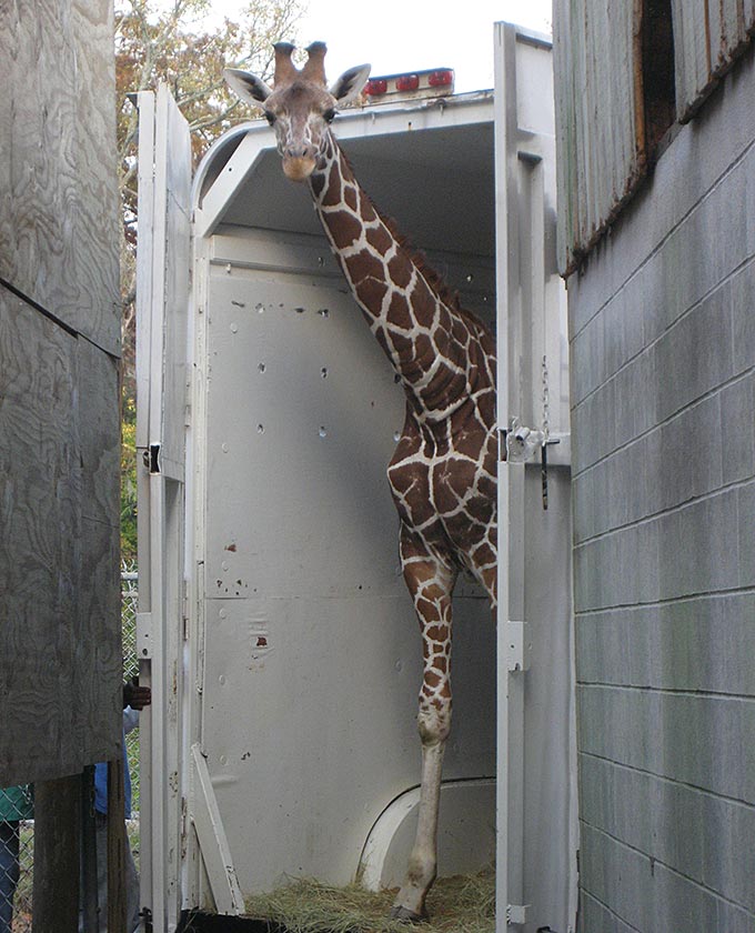 Giraffe Transportation - International Animal Exchange | Safe Worldwide Animal Transportation